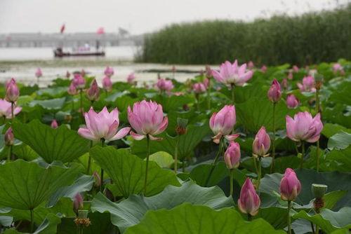 莲花在线最新爆料,最新爆料背后的惊人真相